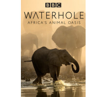 Водопой: Африканский оазис для животных