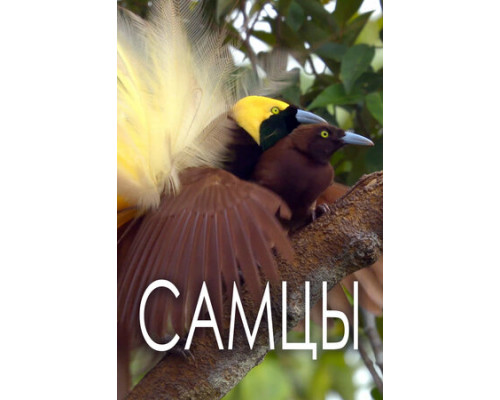 Самцы смотреть онлайн