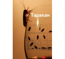 Таракан