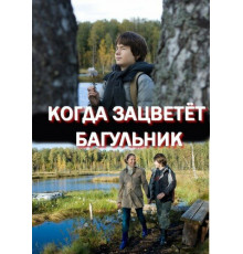 Когда зацветёт багульник