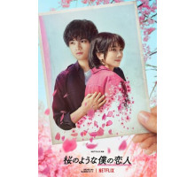 Моя любимая словно цветок сакуры