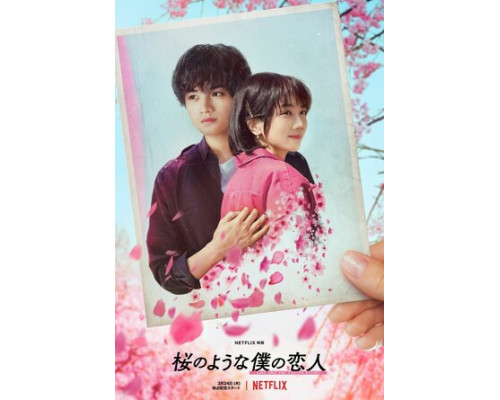 Моя любимая словно цветок сакуры смотреть онлайн