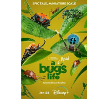 Приключения настоящего Флика