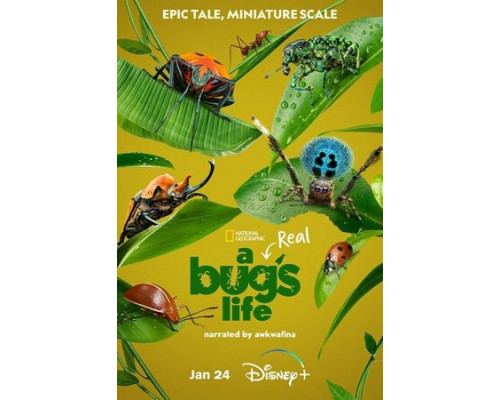 Приключения настоящего Флика смотреть онлайн