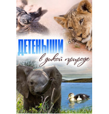 Baby Animals In The Wild