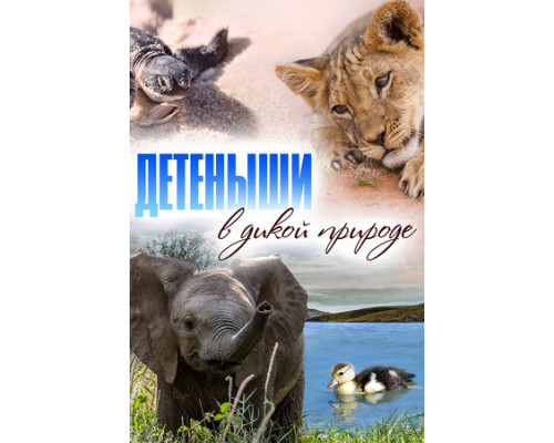 Baby Animals In The Wild смотреть онлайн